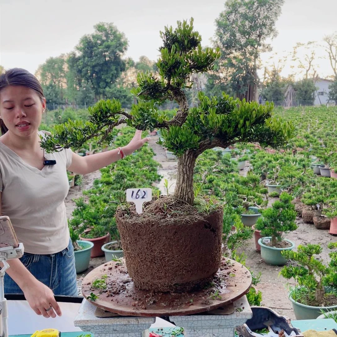 绿植黄杨盆景雀舌软软