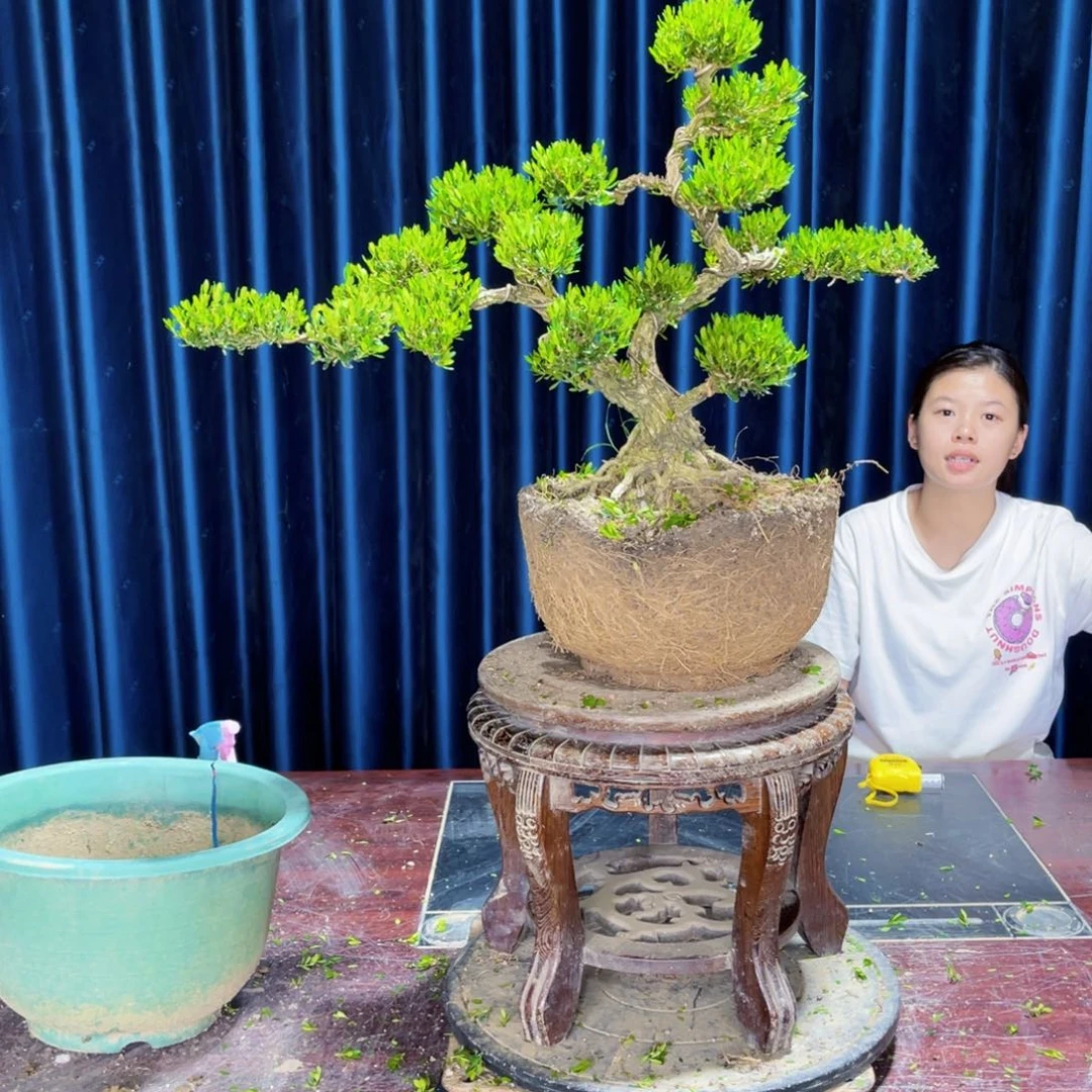 绿植黄杨盆景雀舌软枝