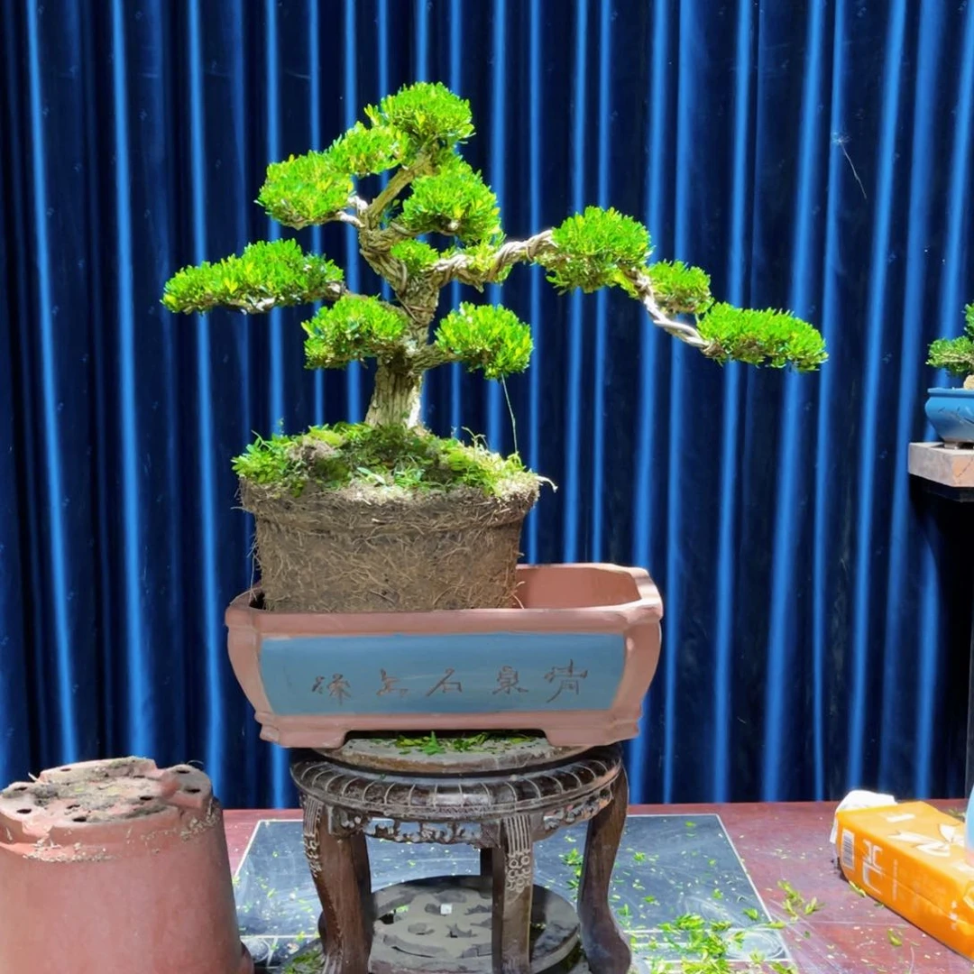 绿植黄杨盆景雀舌软枝光**✨