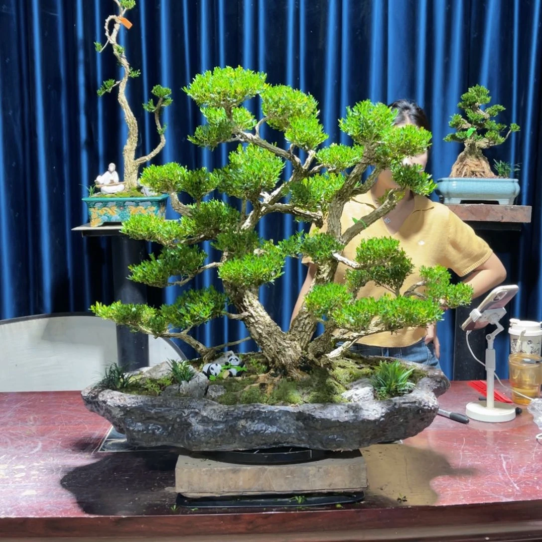 绿植黄杨盆景雀舌软枝