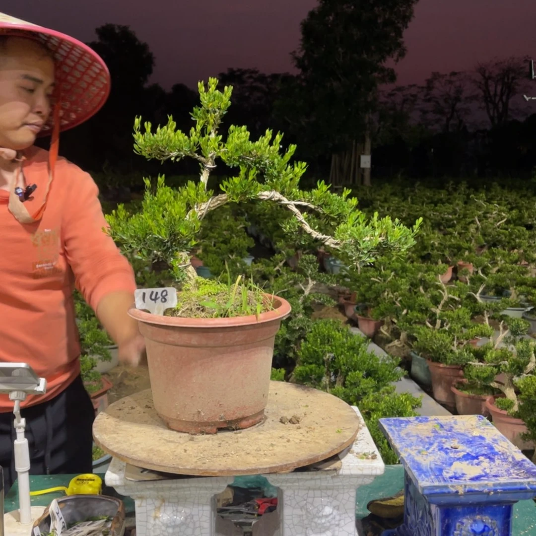 绿植黄杨盆景雀舌软枝148