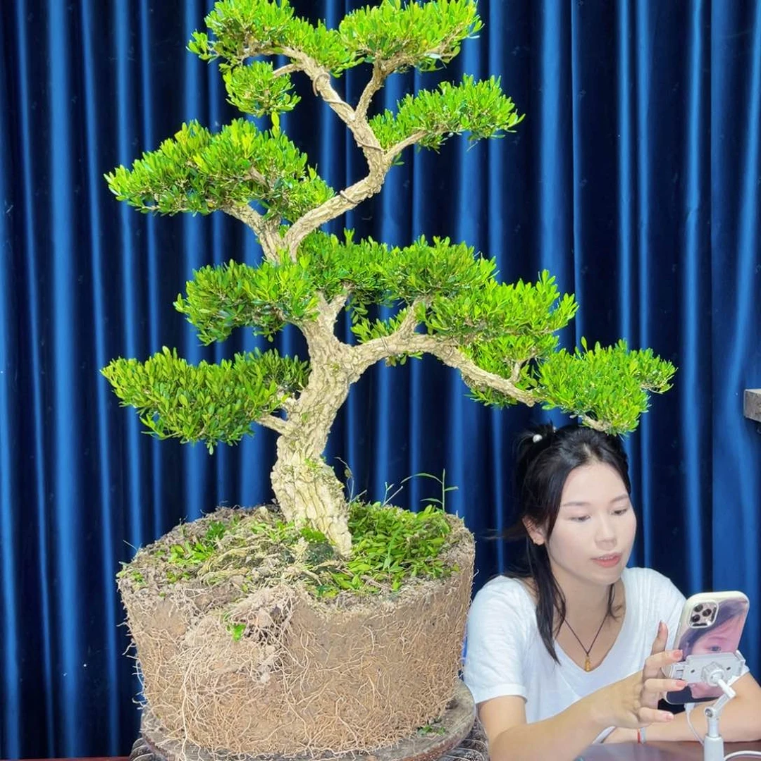 黄杨室内外绿植一物一拍黄杨