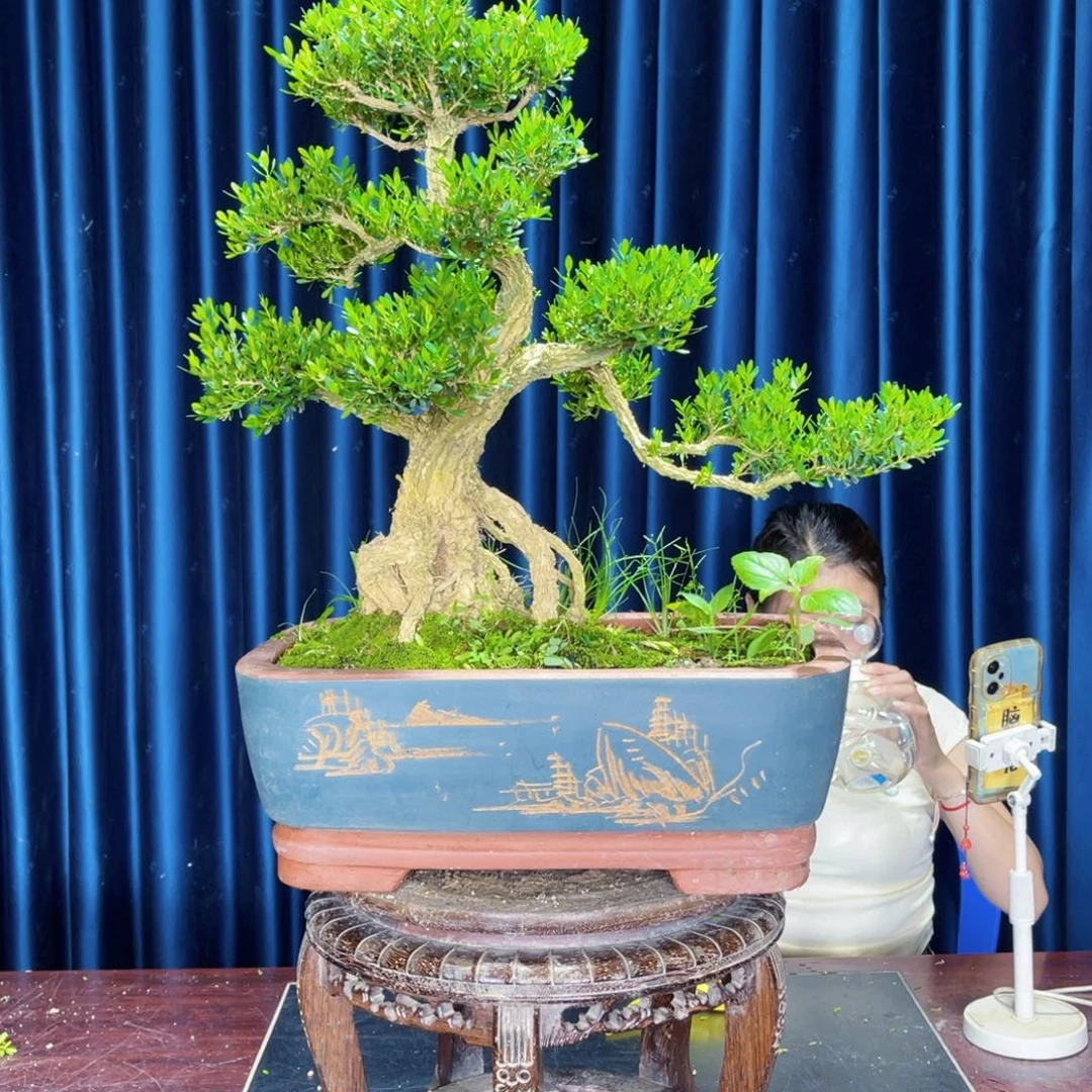 黄杨盆景绿植盆景