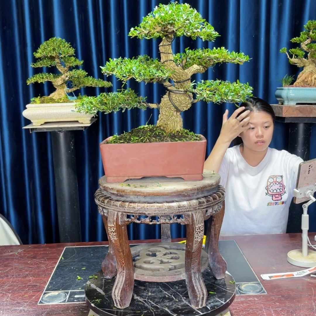 绿植黄杨盆景雀舌软枝
