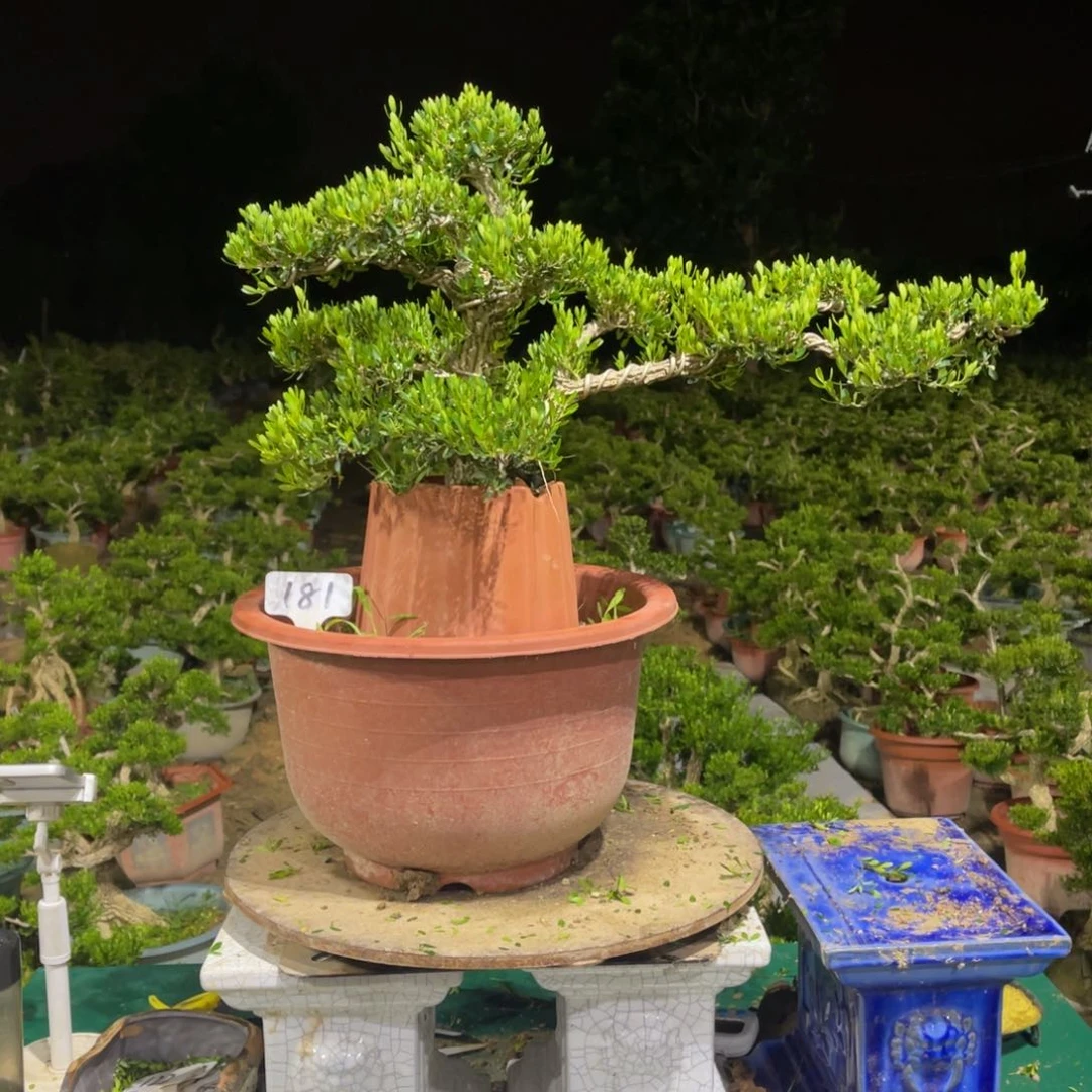 绿植黄杨盆景雀舌软枝181