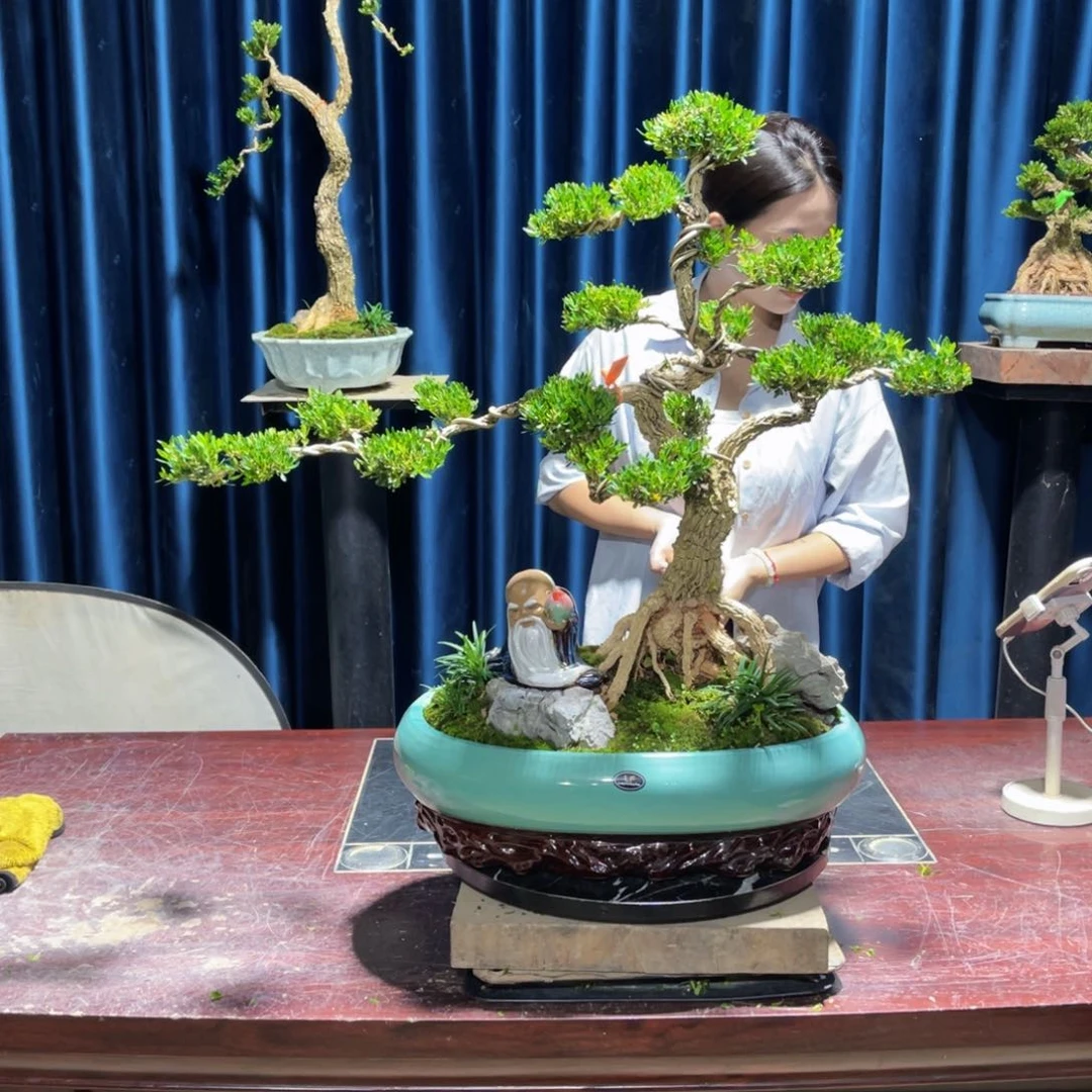 绿植黄杨盆景雀舌软枝