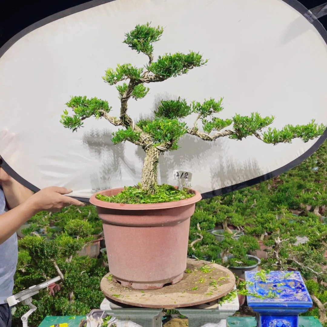 绿植黄杨盆景雀舌软枝218