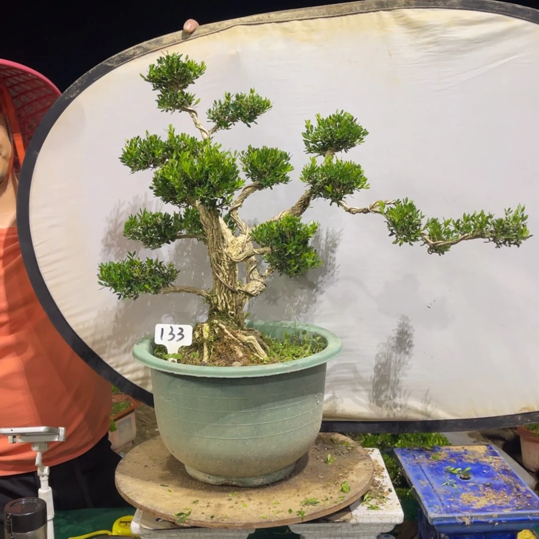 绿植黄杨盆景雀舌软枝****森133