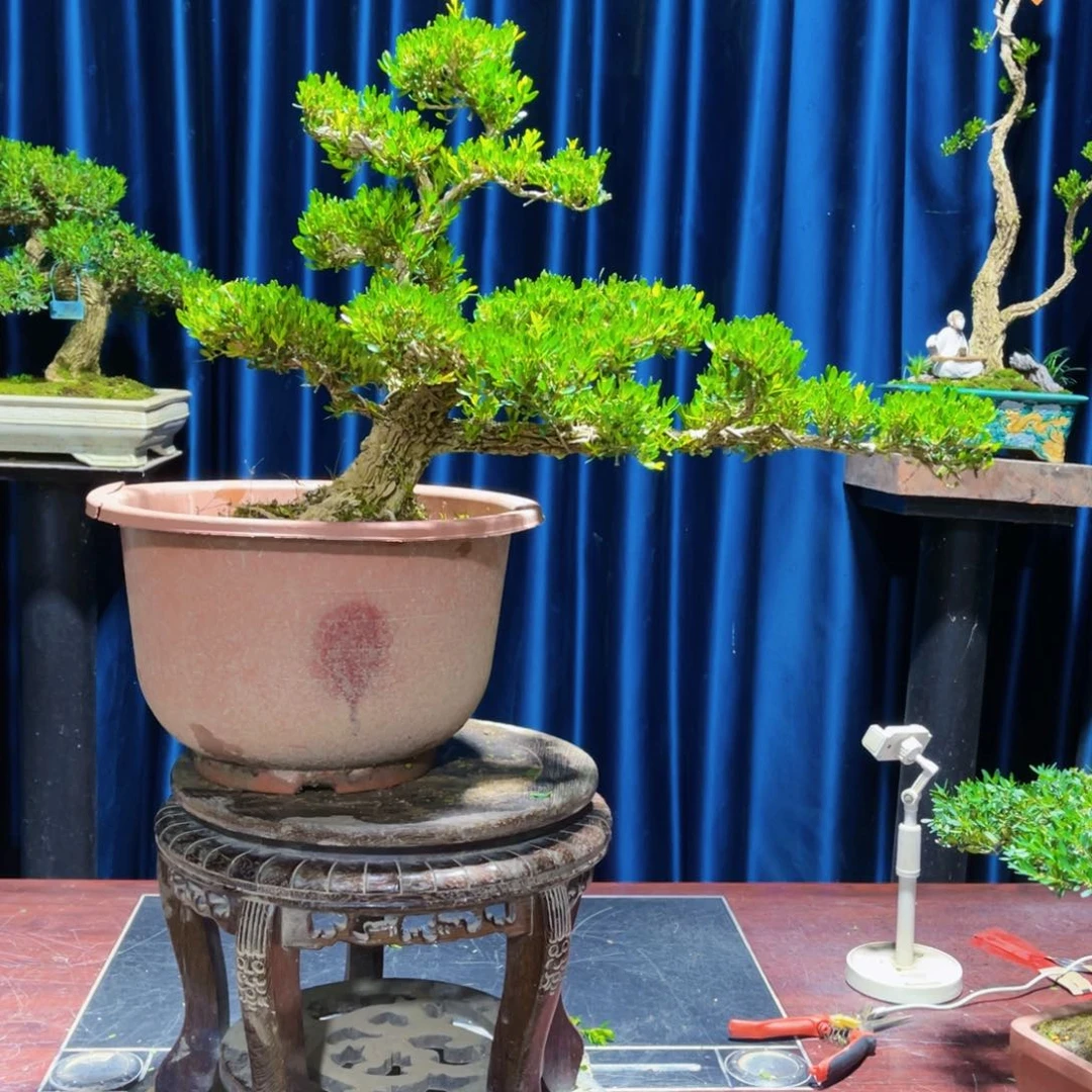 绿植黄杨盆景张**?盆景
