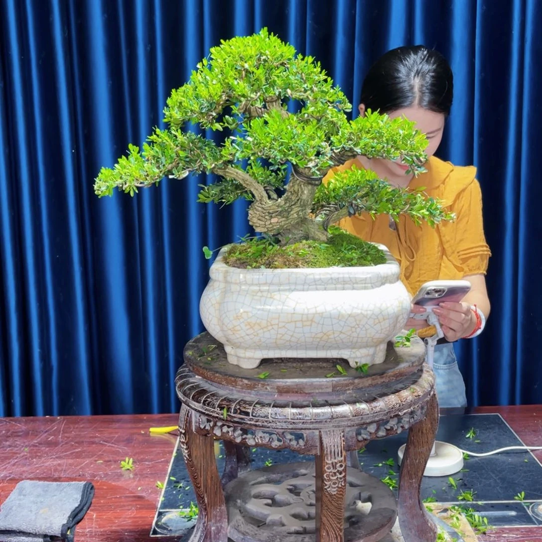 广东黄杨盆景?***生盆景