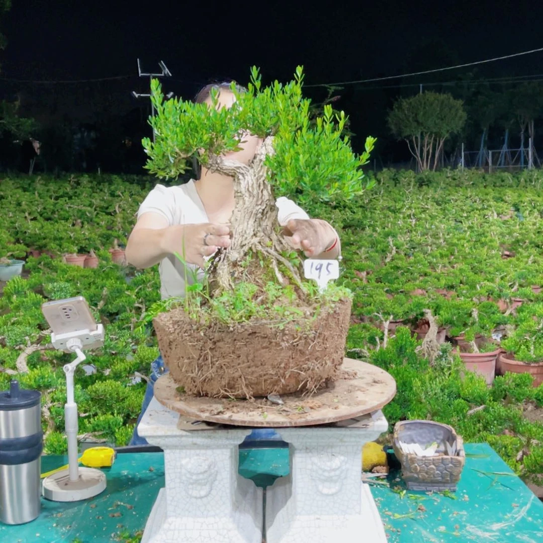 绿植黄杨盆景雀舌软枝