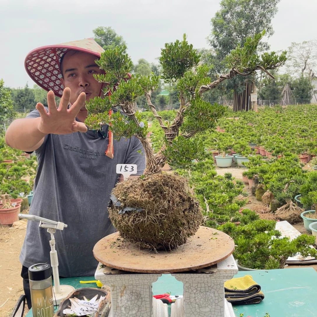 绿植黄杨盆景雀舌软枝153