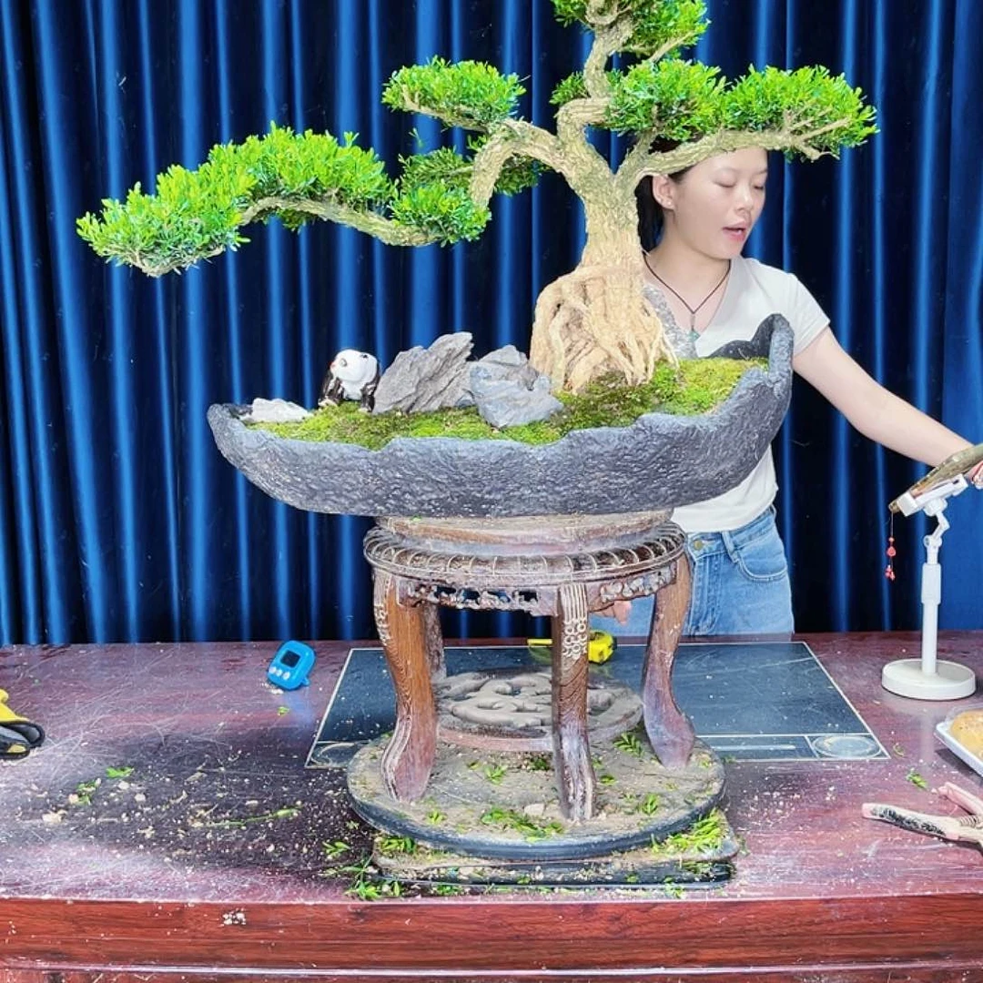 广东黄杨盆景盆景