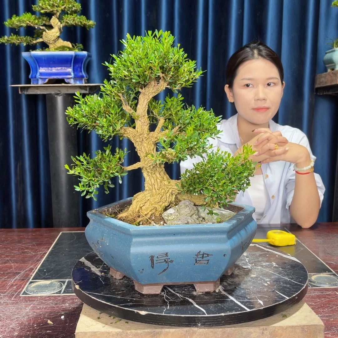 绿植黄杨盆景雀舌软枝