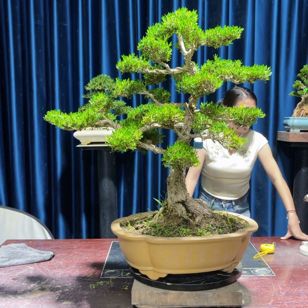 绿植黄杨盆景盆景