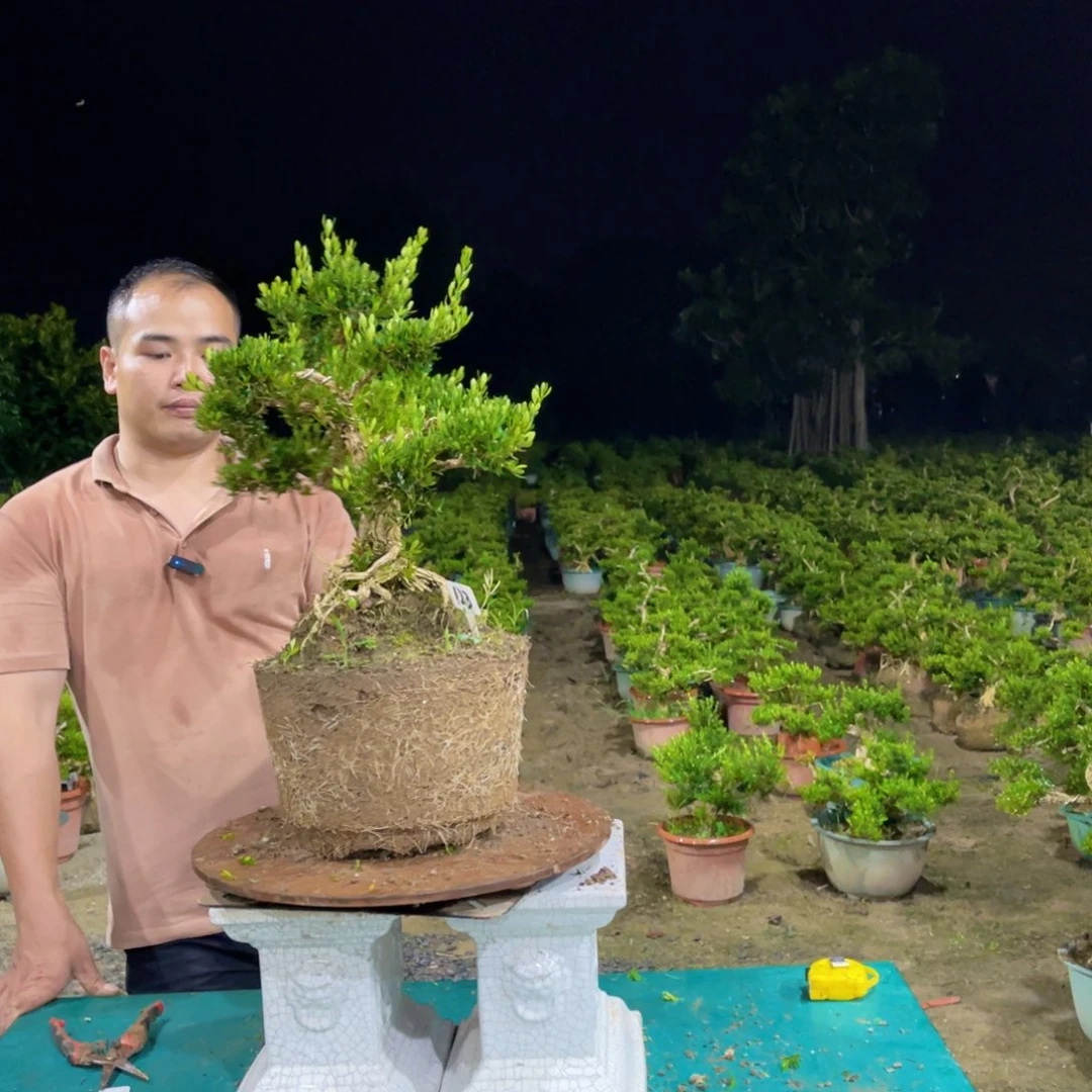 绿植黄杨盆景雀舌软枝