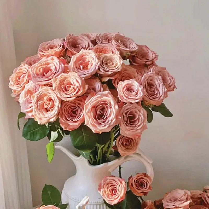 【卡布奇诺玫瑰】高品质优选生活水养鲜花 云南鲜花基地直发