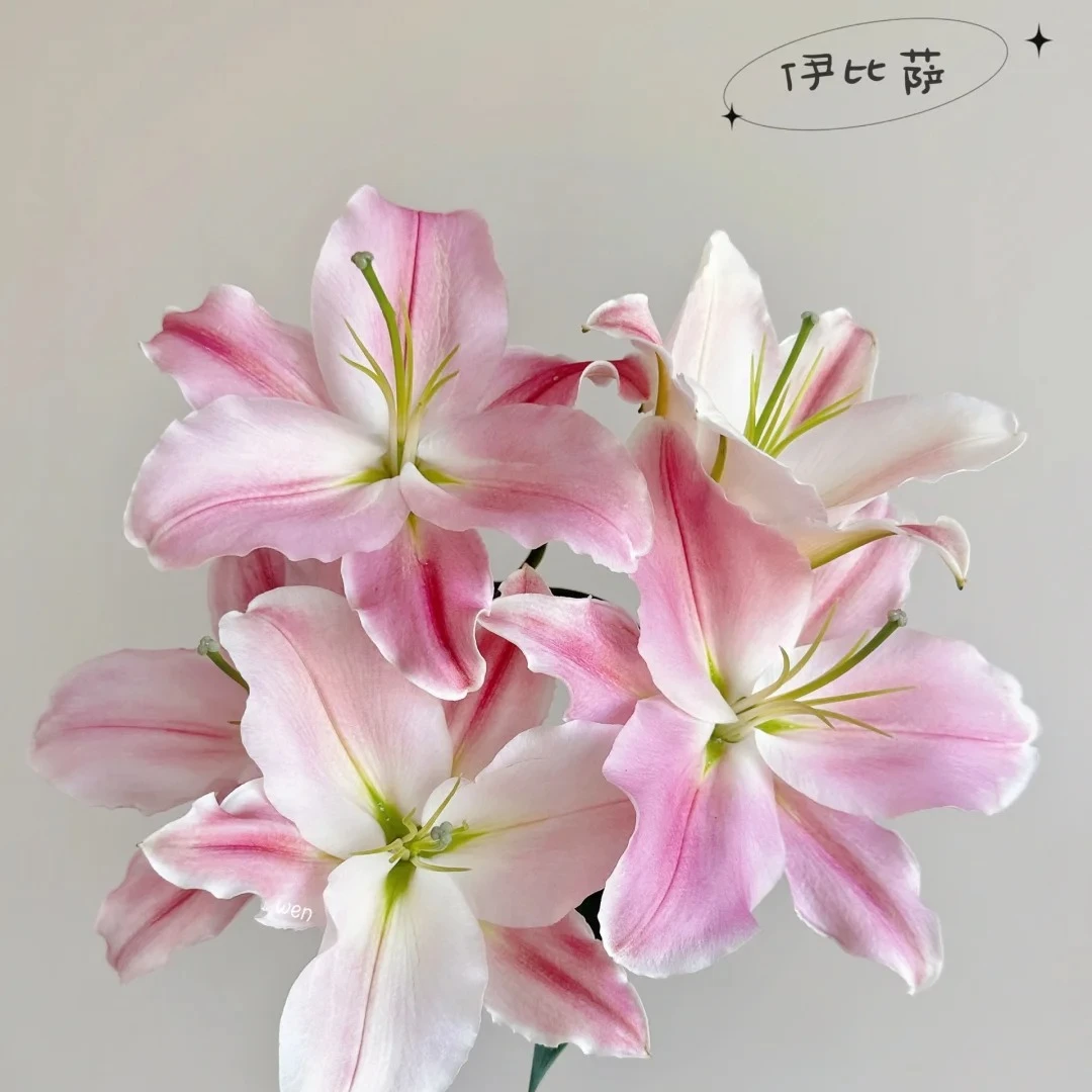 【伊比萨香水百合】高品质优选生活水养鲜花罗宾粉色系香水百合