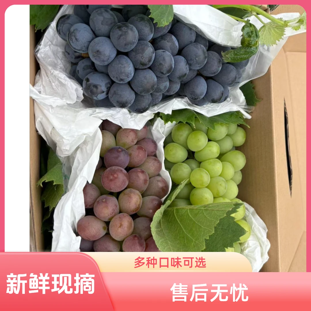 (三拼)正宗上海马陆巨峰 金香一号 桂花玫瑰葡萄新鲜发货应季水果