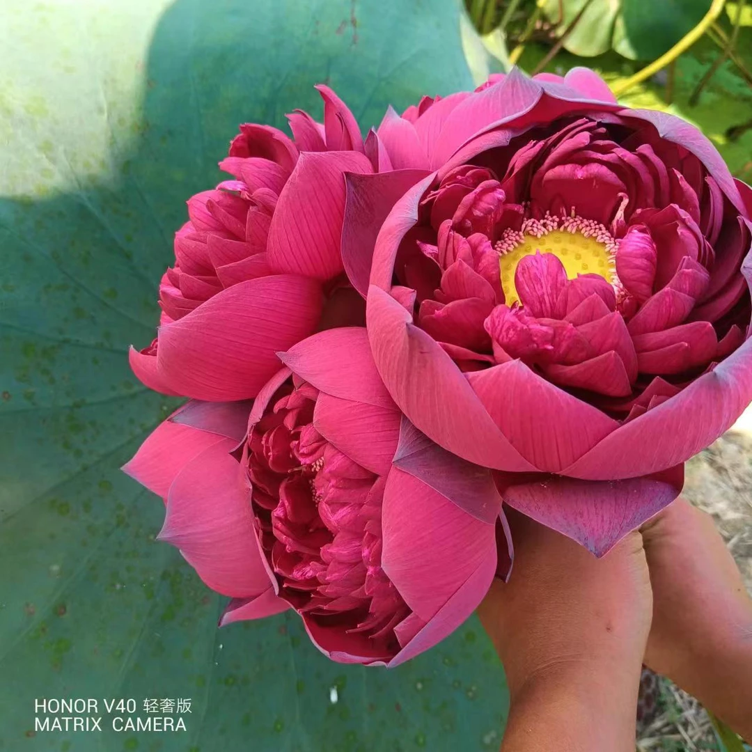 【天中红霞】大型 丰花碗莲物件 碗莲水培植物 庭院荷花种藕