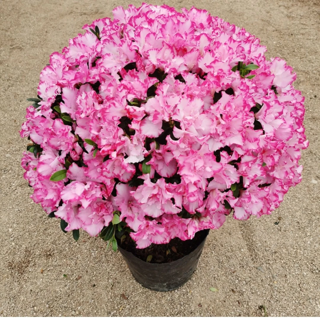 西玛杜鹃花花卉室内外四季长青植物办公室客厅绿植阳台花卉好养