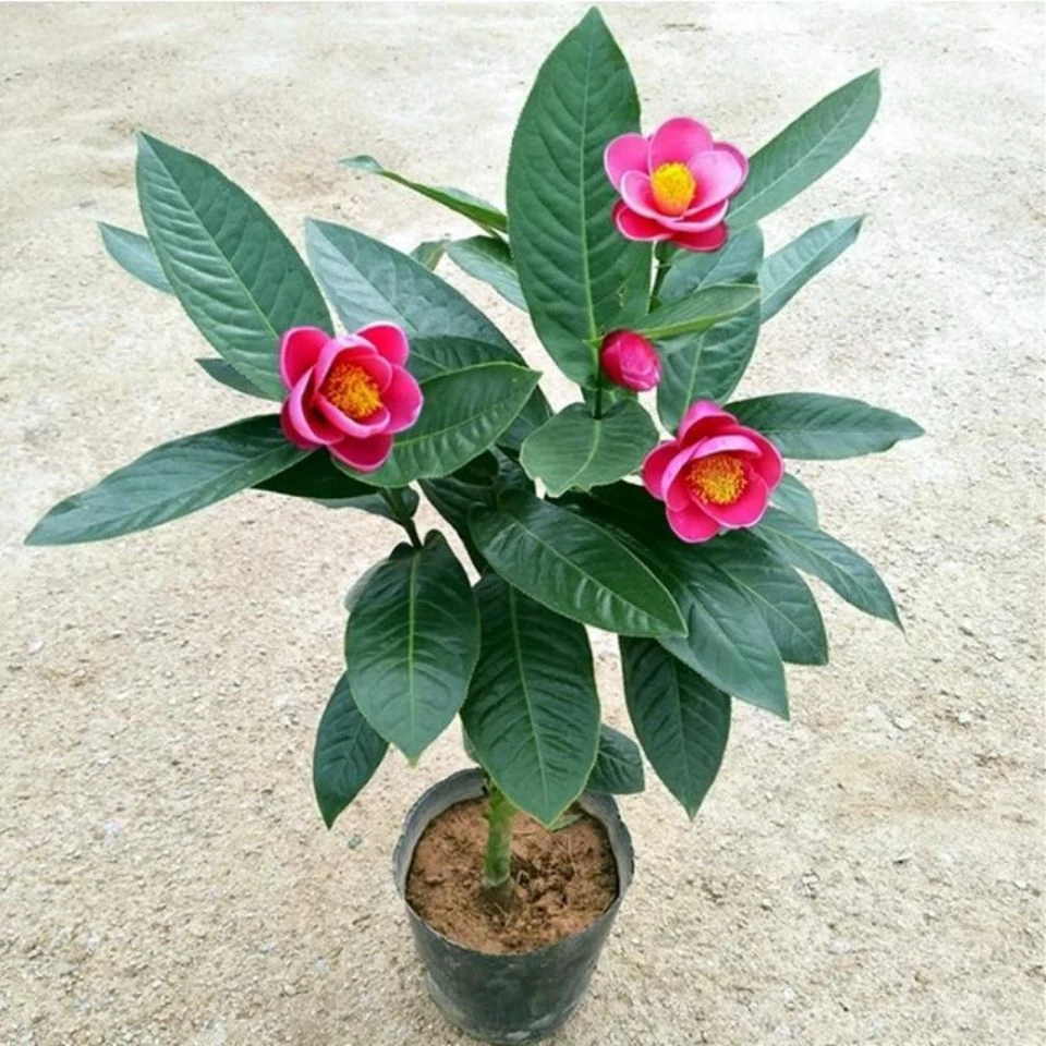 四季海棠进口原生绿植越南抱茎开花盆栽新品种茶花带花苞庭院客厅