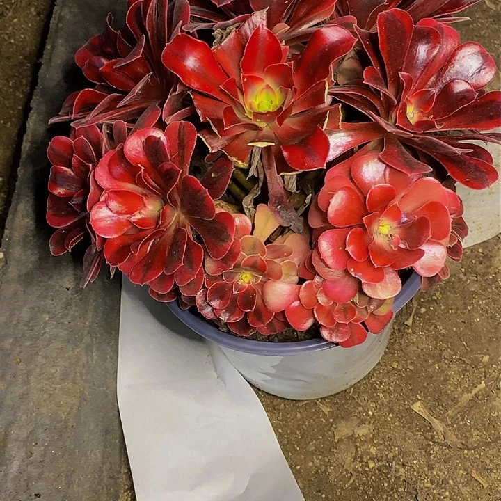 多肉美杜莎703多肉