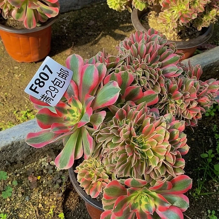 粉女巫多肉多肉807