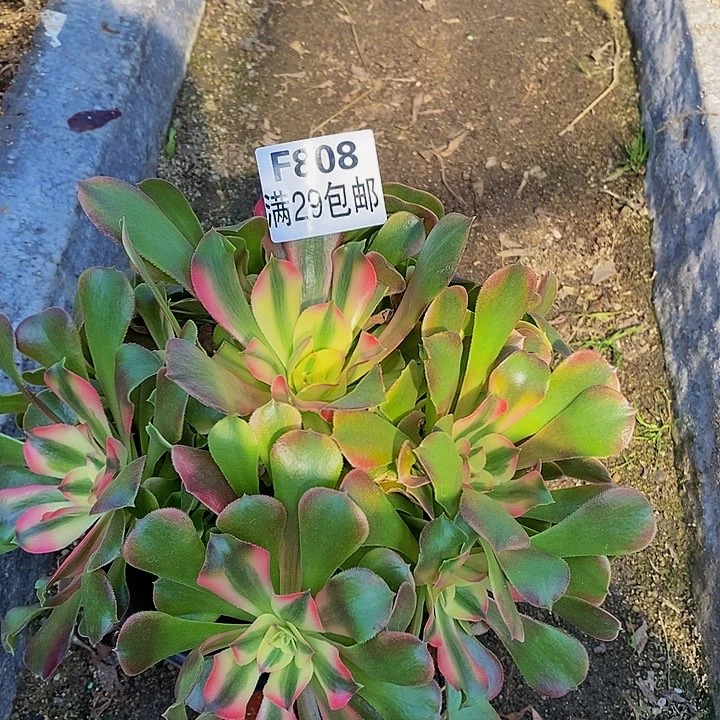 香妃多肉多肉808