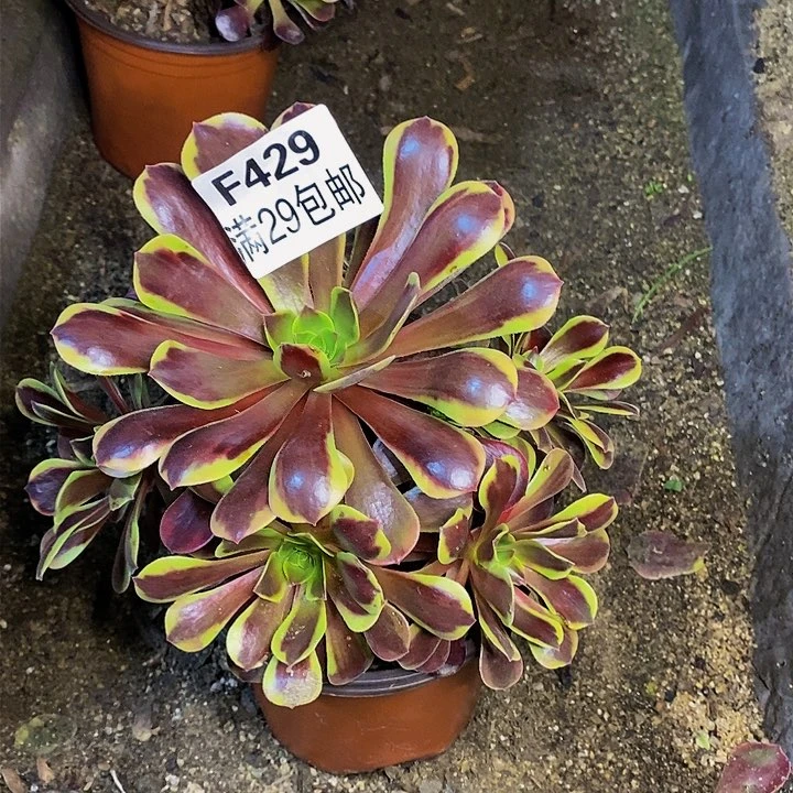 天*山欧嘉莉多肉多肉429