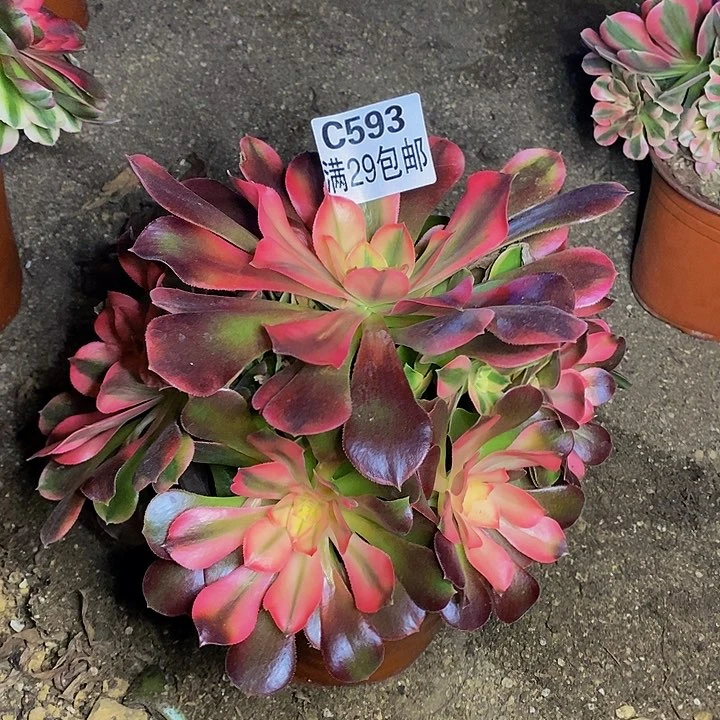 香妃多肉植物593