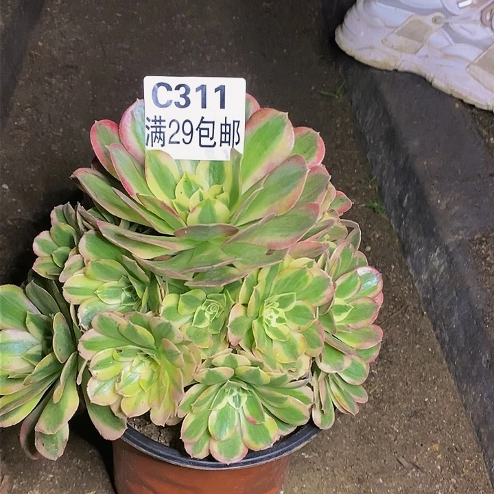 玉姿多肉多肉311