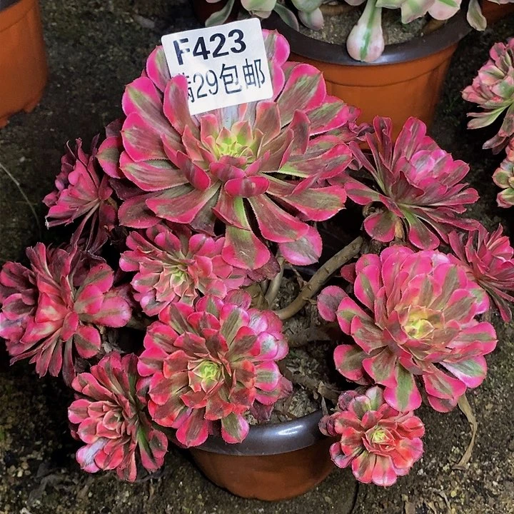 梧*红铜白多肉多肉423