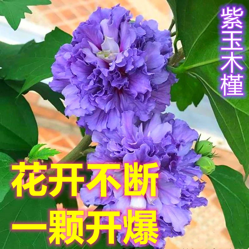 黄姐园艺夏天开花重瓣木槿紫玉薄荷蓝莓冰沙庭院阳台盆栽地栽栽培