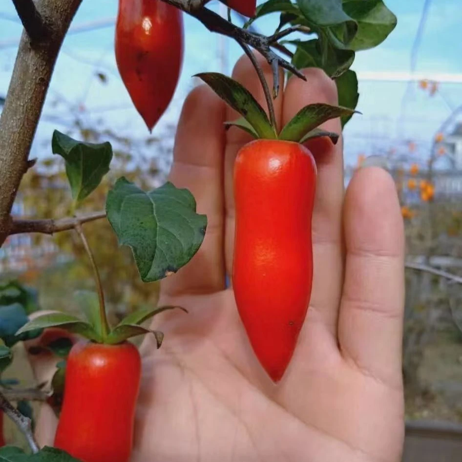 天祥花木盆景素材原生嫁接苗
