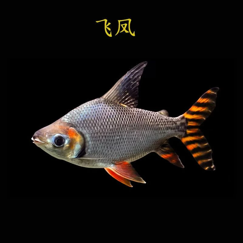 直纹飞凤观赏鱼金凤银凤龙鱼配鱼热带观赏鱼吃垃圾鱼泰国鲫飞凤鱼
