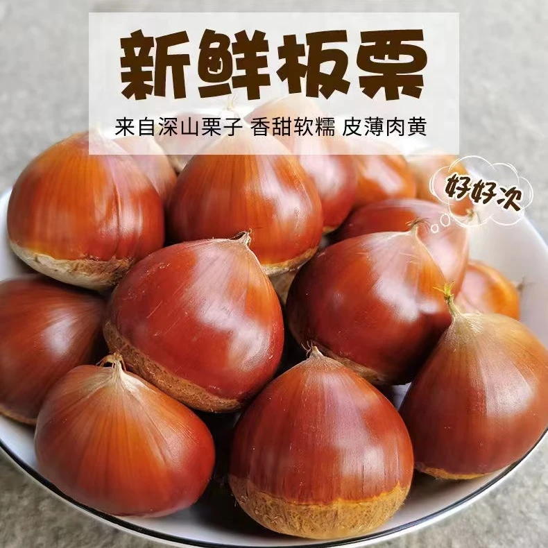 2024年丹东新鲜板栗5斤现摘现发中大果生板栗坏果包赔