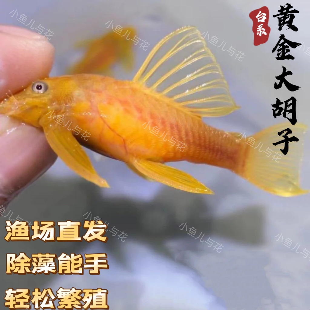 黄金胡子工具鱼清缸除藻小能手热带观赏鱼清道夫活体发货饲养养殖