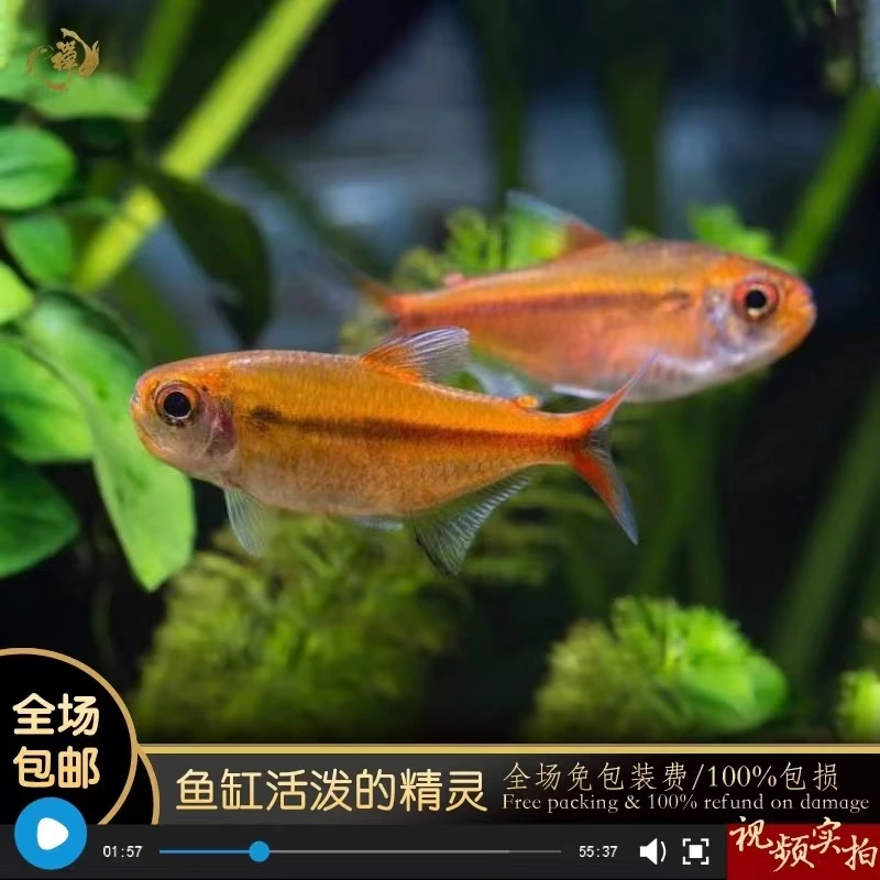 小嫚妖红月可卡-观赏鱼【顺丰包邮】