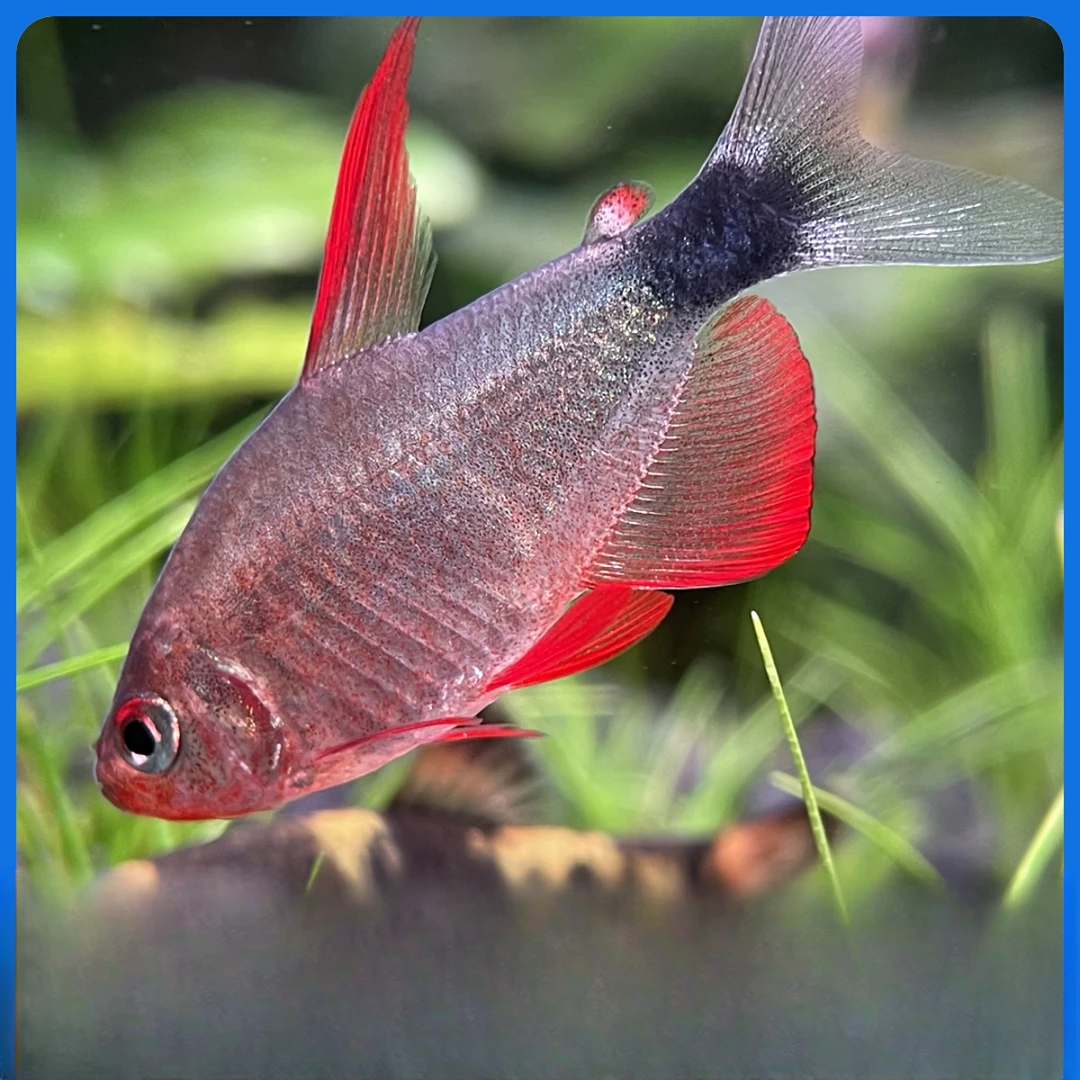 小嫚妖恶魔凯蒂-观赏鱼【顺丰包邮】