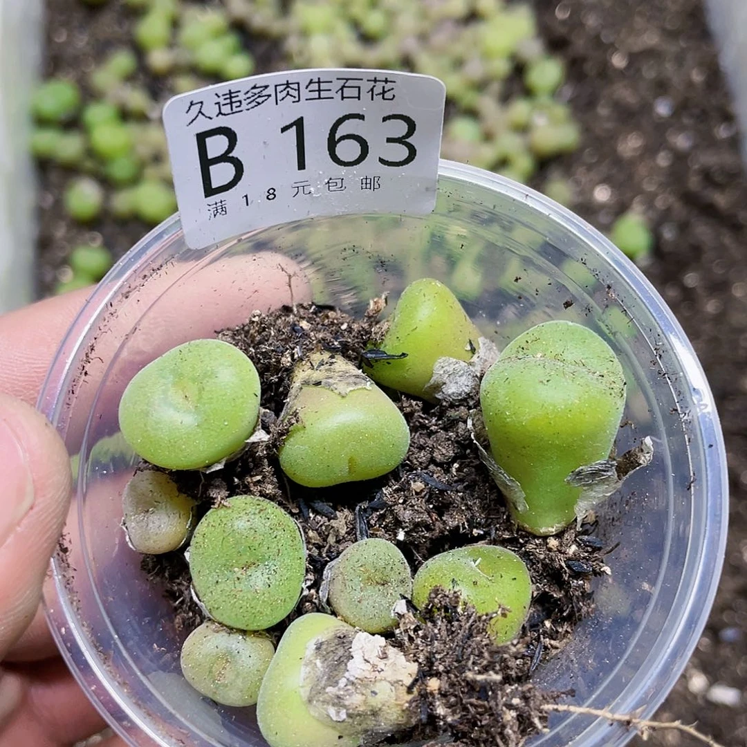 爱****宝B163龙卡痛快淋漓咯哦哦哦