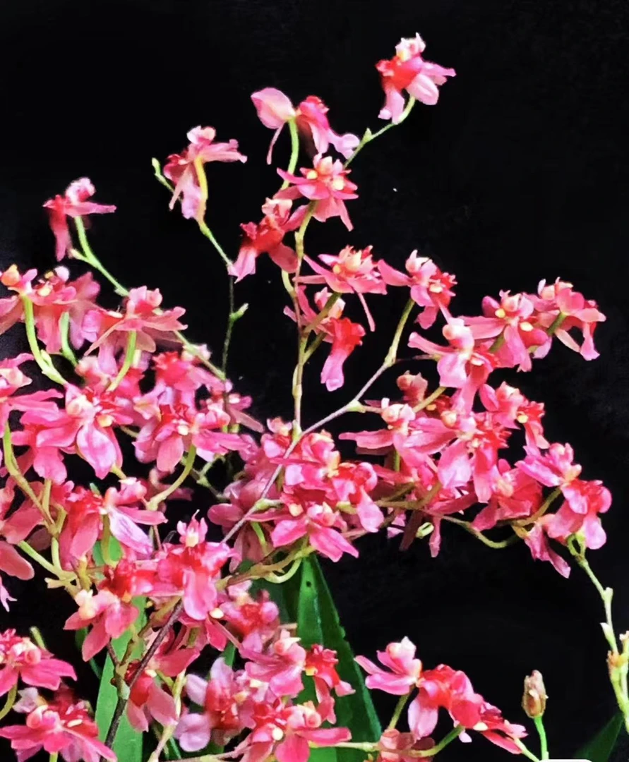 梦香兰  【满堂红】精品室内高端花卉