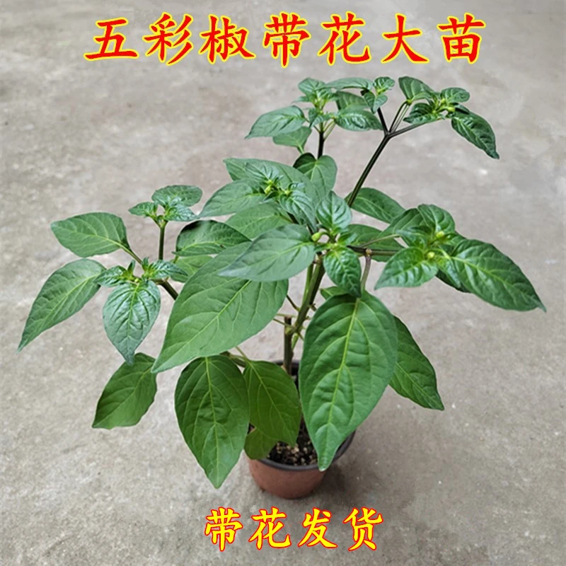 广西五彩椒苗七彩辣椒苗泡椒苗盆栽四季种植带花鲜活大苗绿植庭院