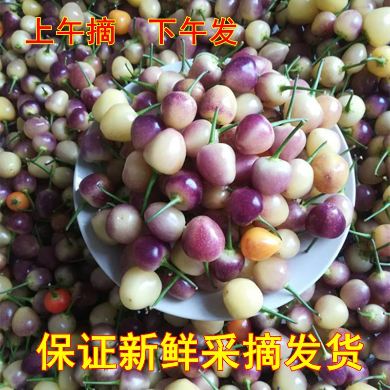 广西特产新鲜生五彩椒泡椒七彩色辣椒蔬菜可腌制灯笼椒食用