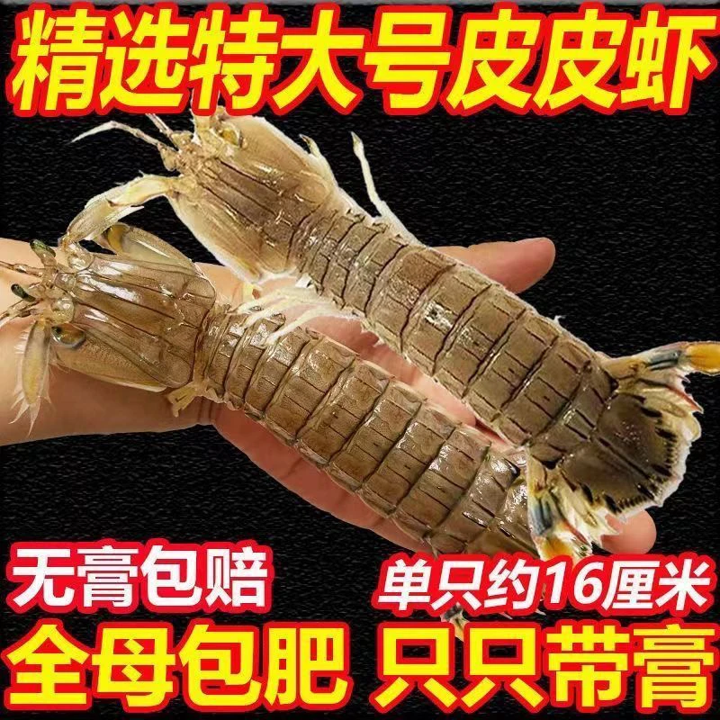 野生海捕超大全母皮皮虾2斤 连云港发货