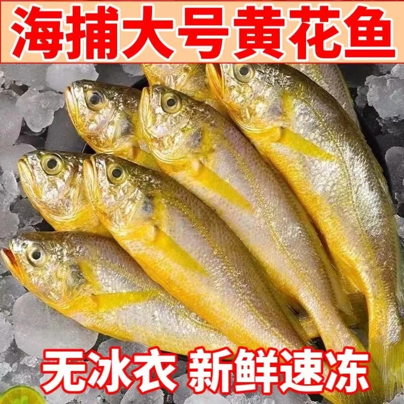 野生小黄花鱼蒜瓣肉3斤【每斤8-10条】