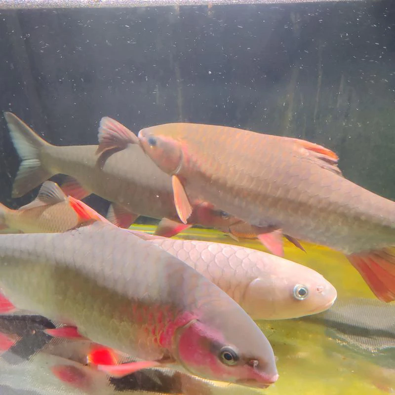 【正宗青竹鲤】四川青竹鲤鱼倒刺鲃淡水鱼优质改良品种包活