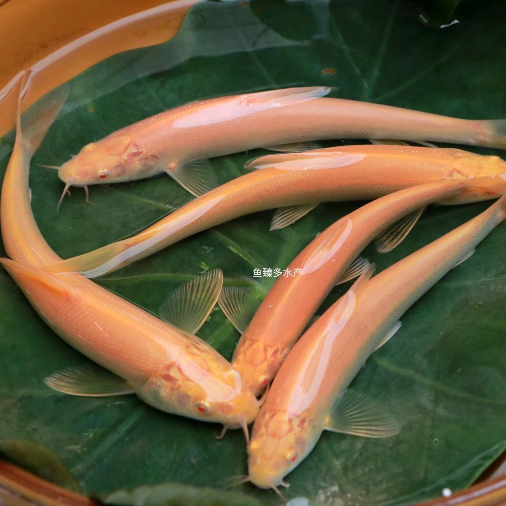 【正品保证】红眼银鳕鱼淡水冷水鱼白子招财龙大鳞鲃鱼食用鱼宠物鱼