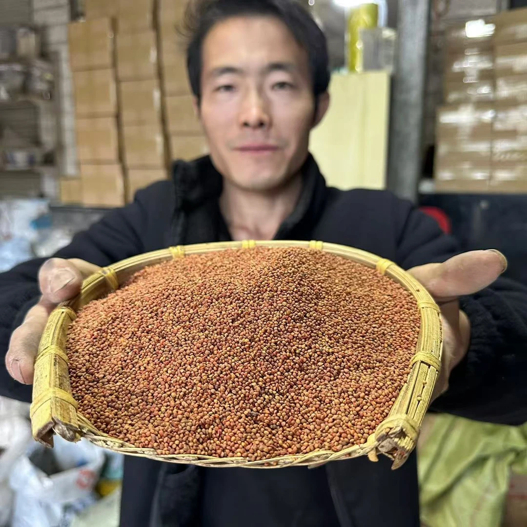 楮实子 栽种的楮实子 构树的果实