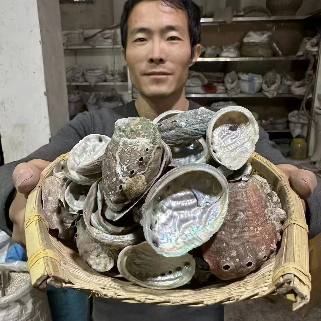 石决明 养殖石决明整块石决明250g牡蛎